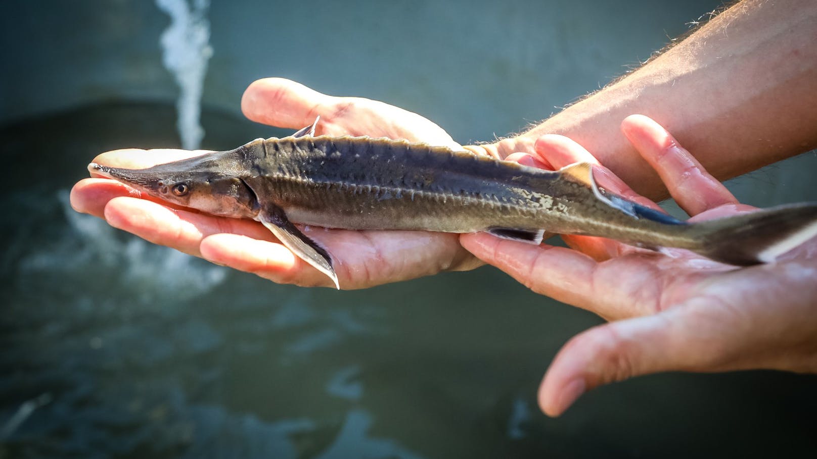 Wien ist Partner beim Projekt „LIFE-Boat 4 Sturgeon“ zum Schutz der vom Aussterben bedrohten Störe in der Donau