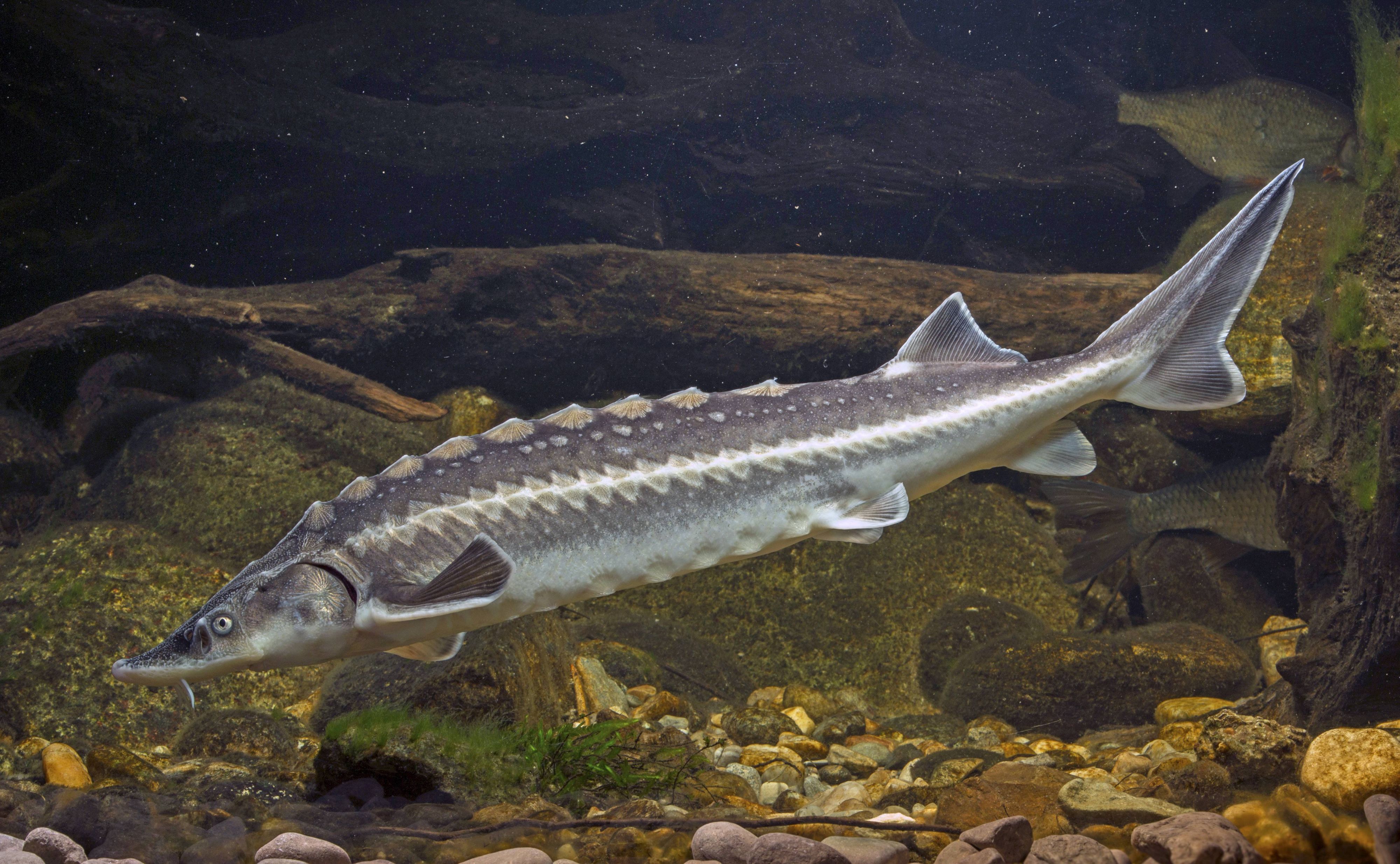 Der Donau-Stör ist vom Aussterben bedroht.