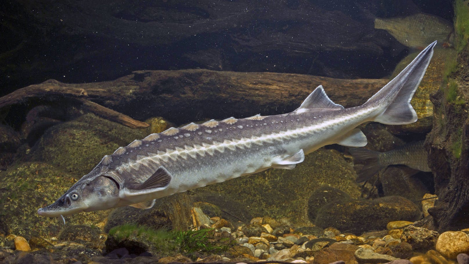 Wien rettet Donau-Störe mit 1,6 Mio. Jungfischen