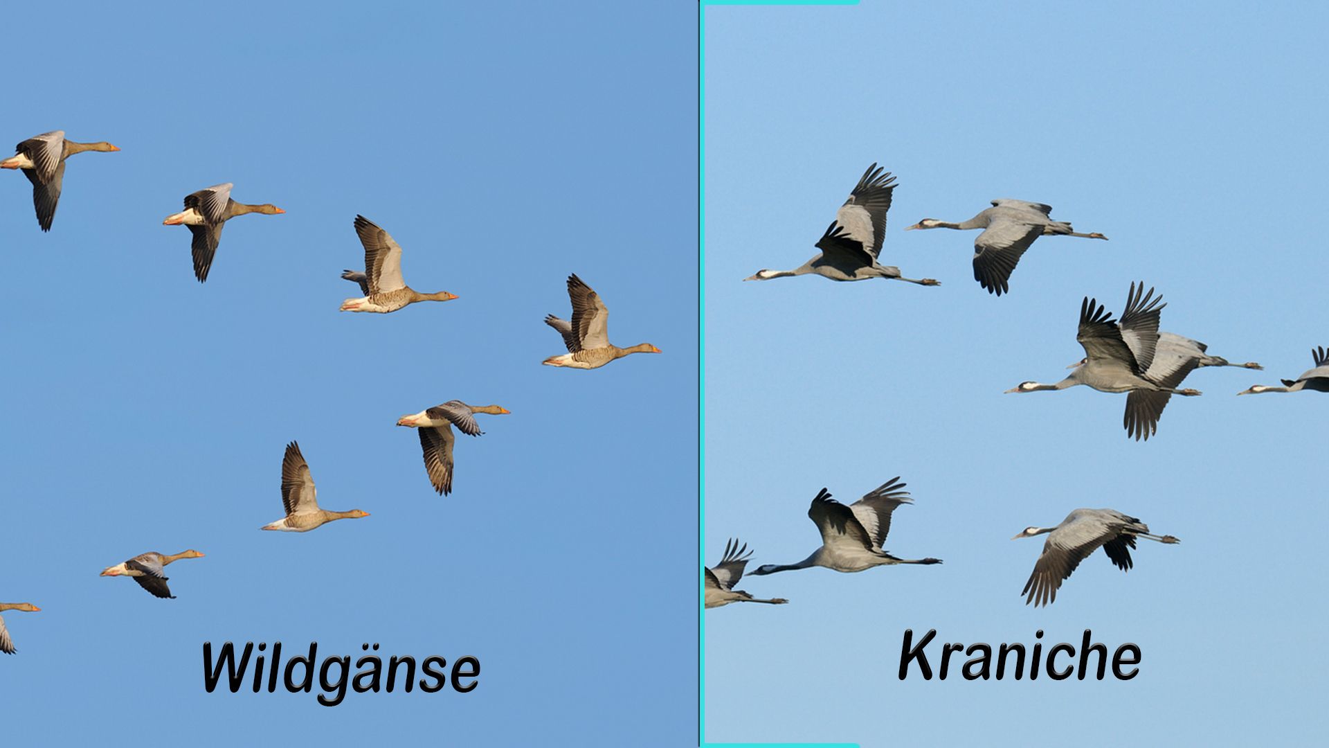 Nebeneinander sieht man den deutlichen Unterschied, oder?