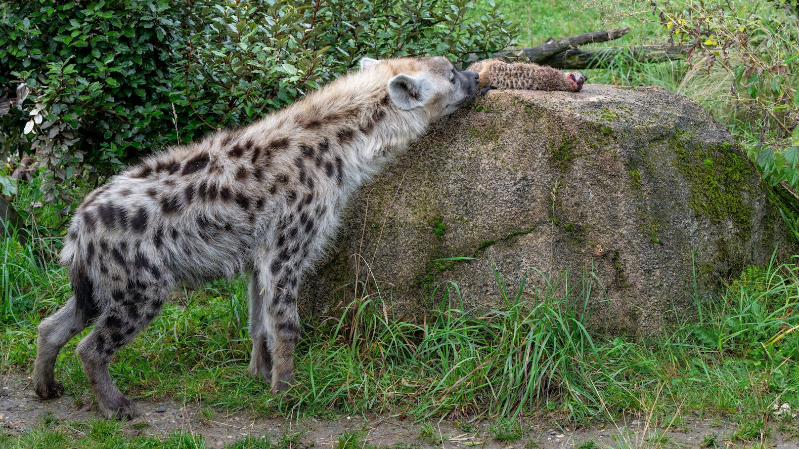 Die Kapazitätsgrenze bei den Erdmännchen sei erreicht gewesen.