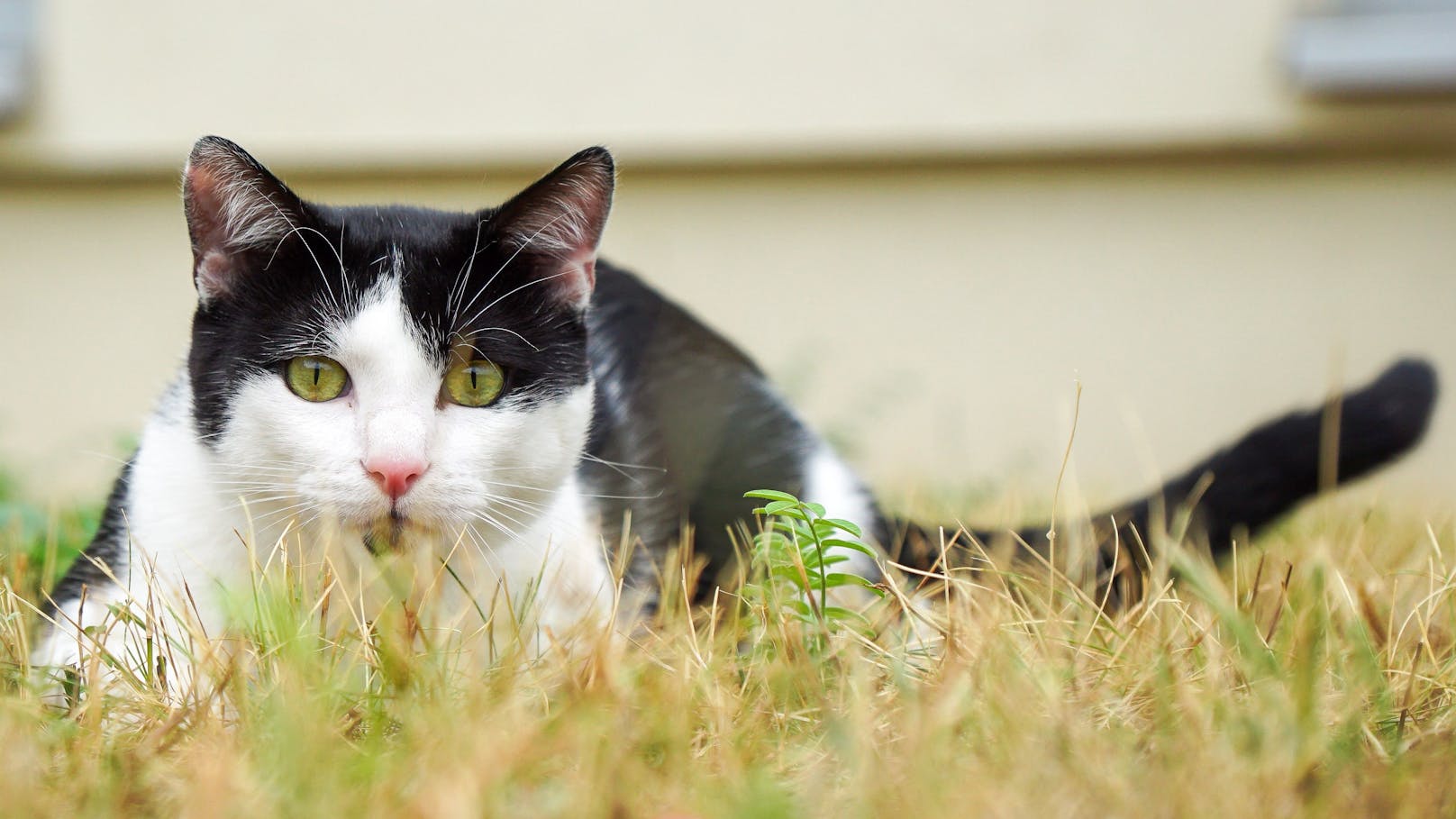 <strong>HELMI:</strong> Der einjährige, energiegeladener Kater liebt es, sich zu bewegen. Er braucht daher viel Platz und vor allem einen Zugang in die Natur, damit er seine Energie katzengerecht ausleben kann.