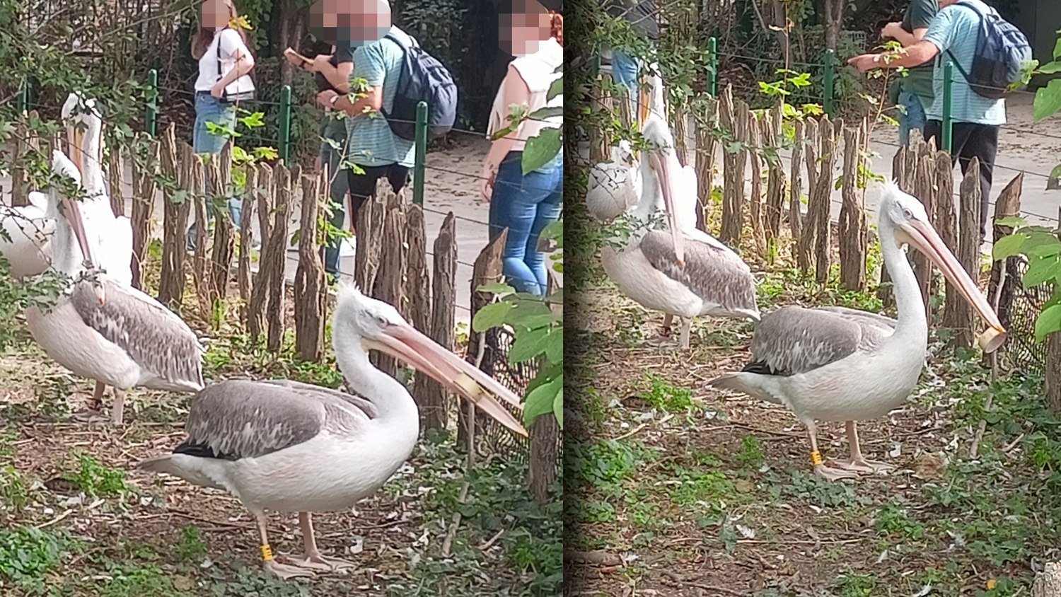 Dieser Pelikan brachte die Besucher zum Lachen. 