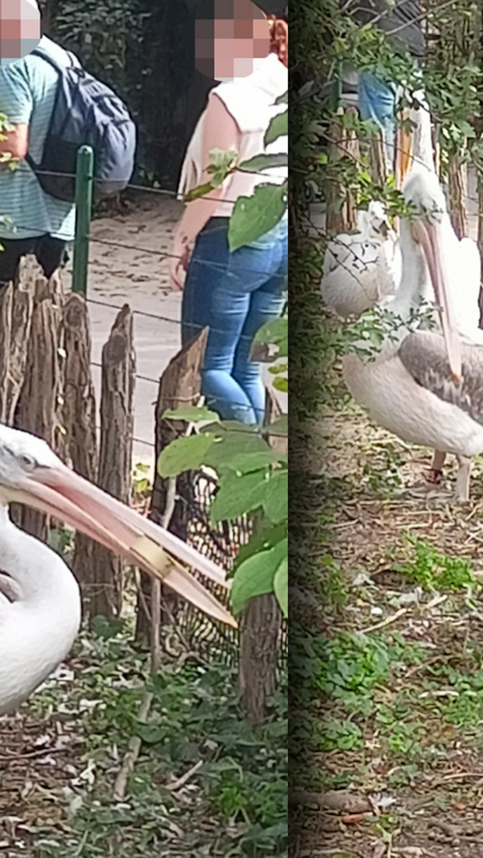 Vogel ist von der Rolle – Langschnabel als Langfinger