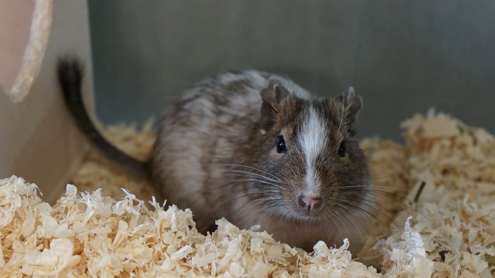 <strong>GOBI:</strong> Degus sind äußerst gesellige, intelligente sowie liebenswürdige Tiere. Der liebe Gobi ist da keine Ausnahme! Degus sind tagaktiv und deswegen als Heimtiere besonders beliebt. Als Gruppentiere müssen sie mindestens paarweise gehalten werden. Gobi sehnt sich nach einem Partner, in seinem neuen Zuhause.