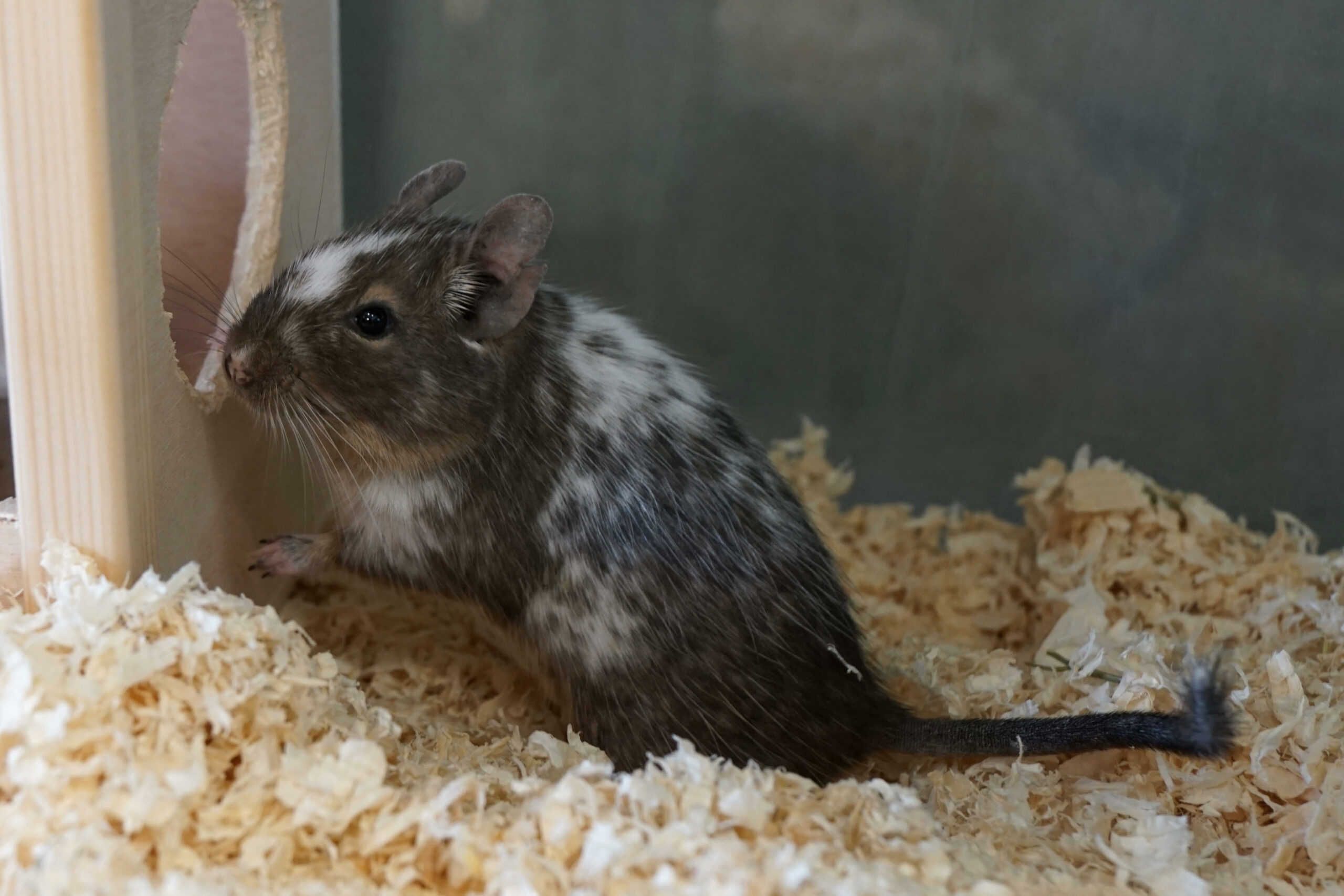 Gobi ist tagaktiv, gesellig und intelligent.