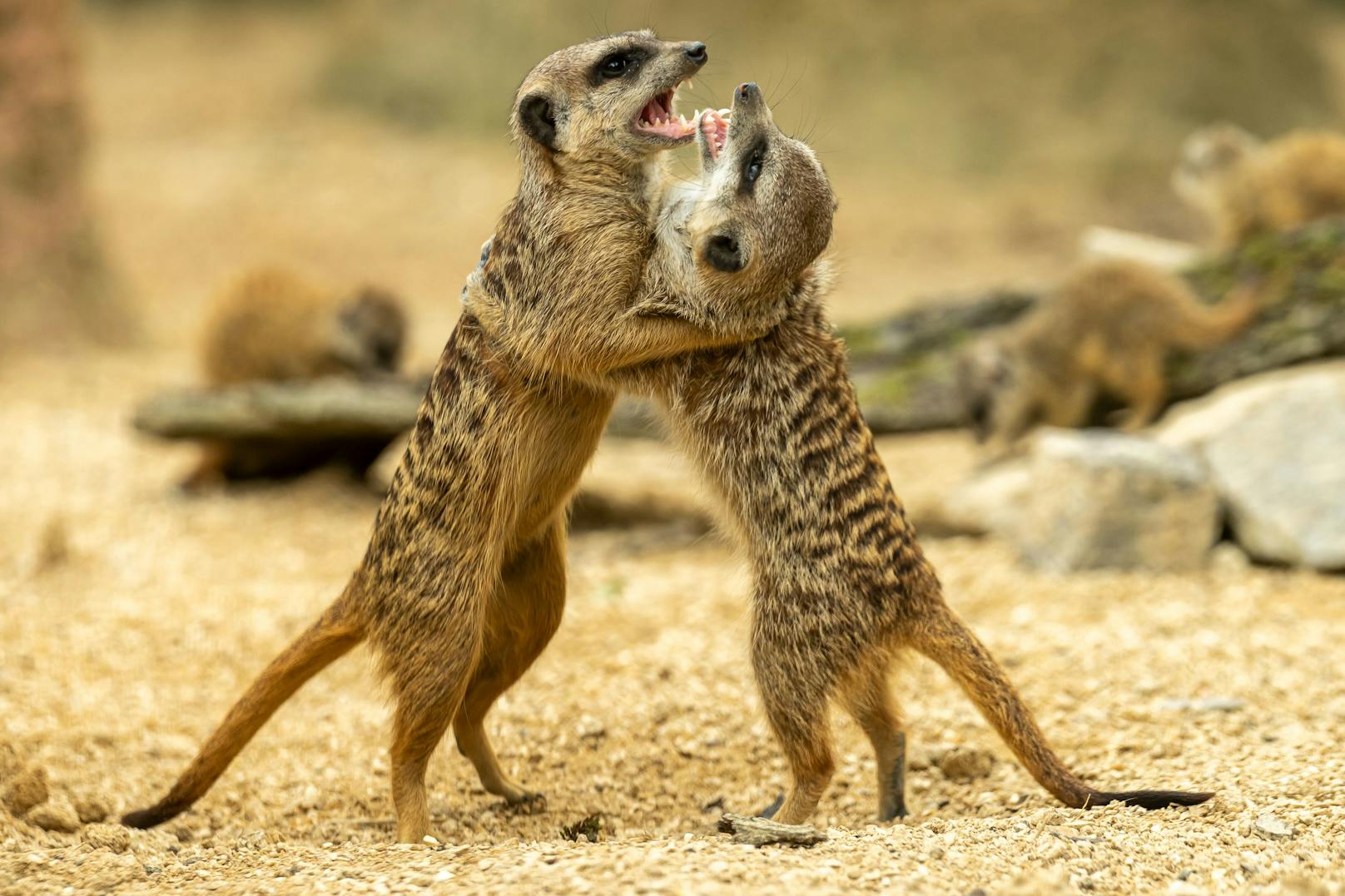 "Durch die Entnahme der Tiere werden Revierkämpfe und soziale Spannungen vermieden", erklärt Zoodirektor Severin Dressen.