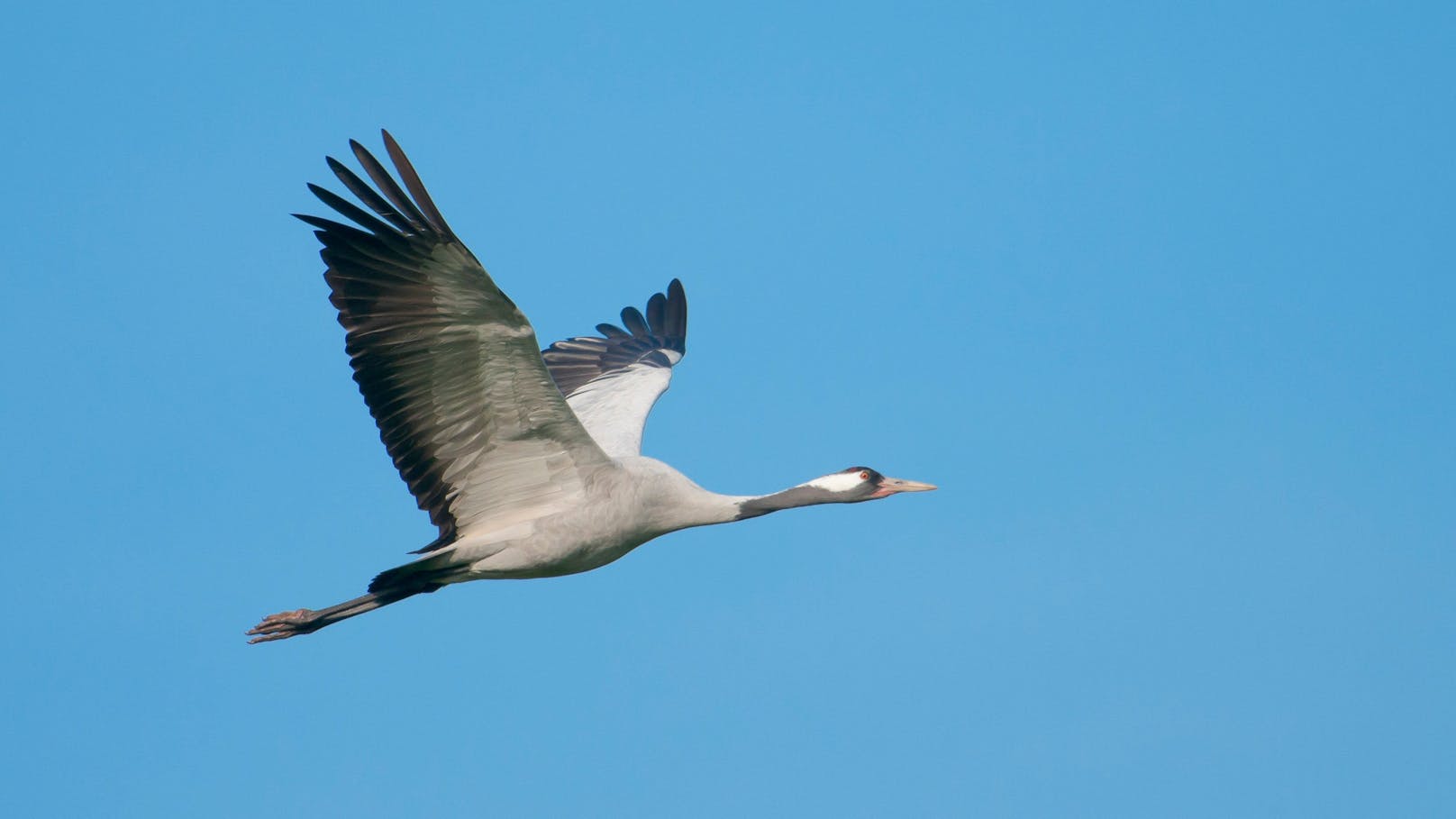 Diese Riesenvögel fliegen aktuell über Österreich