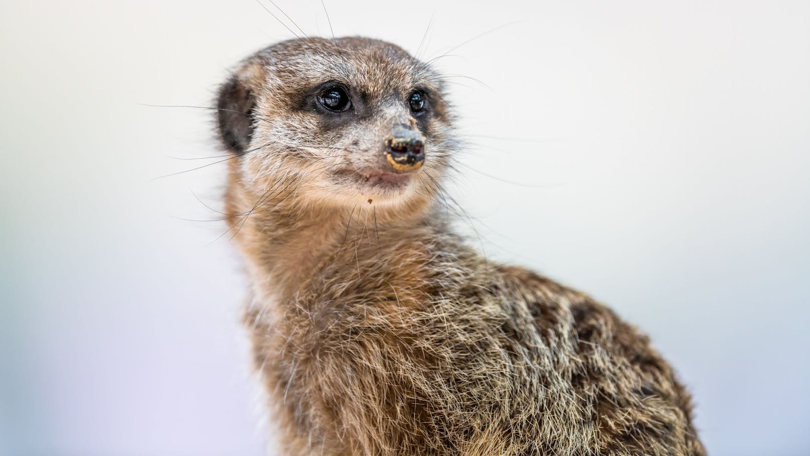 Die drei Erdmännchen wurden aus der Gruppe entfernt, um eine "stabile Gruppendynamik aufrechtzuerhalten", sagt der Zoo Zürich.