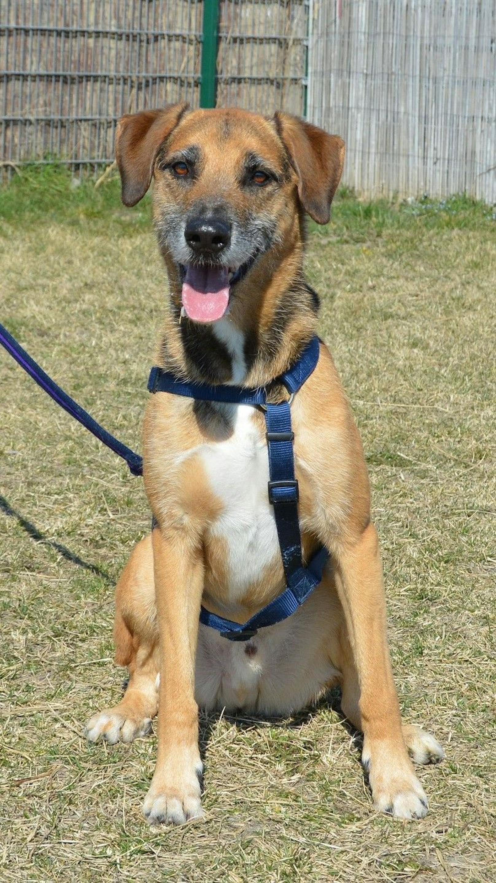 Rufus ist aber durchaus auch für andere Dinge zu begeistern. Ausgedehnte Spaziergänge genießt er genauso wie regelmäßiges Training. Sitz, Platz, Pfote und Co. beherrscht er im Schlaf und auch beim Kennenlernen von neuen Dingen zeigt er sich top motiviert.