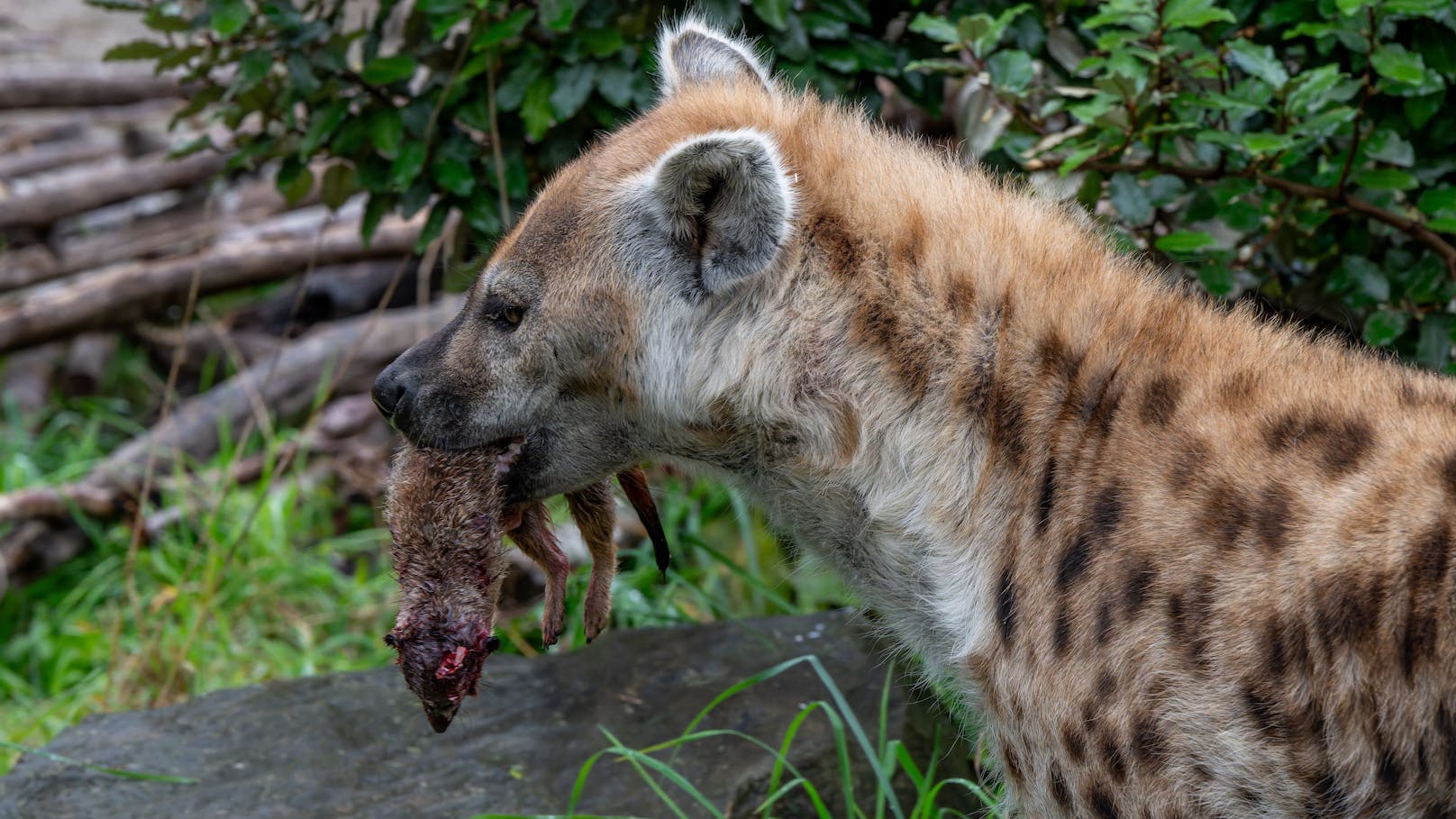 Der Zoo Zürich hat am 30. September 2024 drei Tiere aus der bestehenden Erdmännchen-Gruppe entnommen, getötet und an die Hyänen verfüttert.