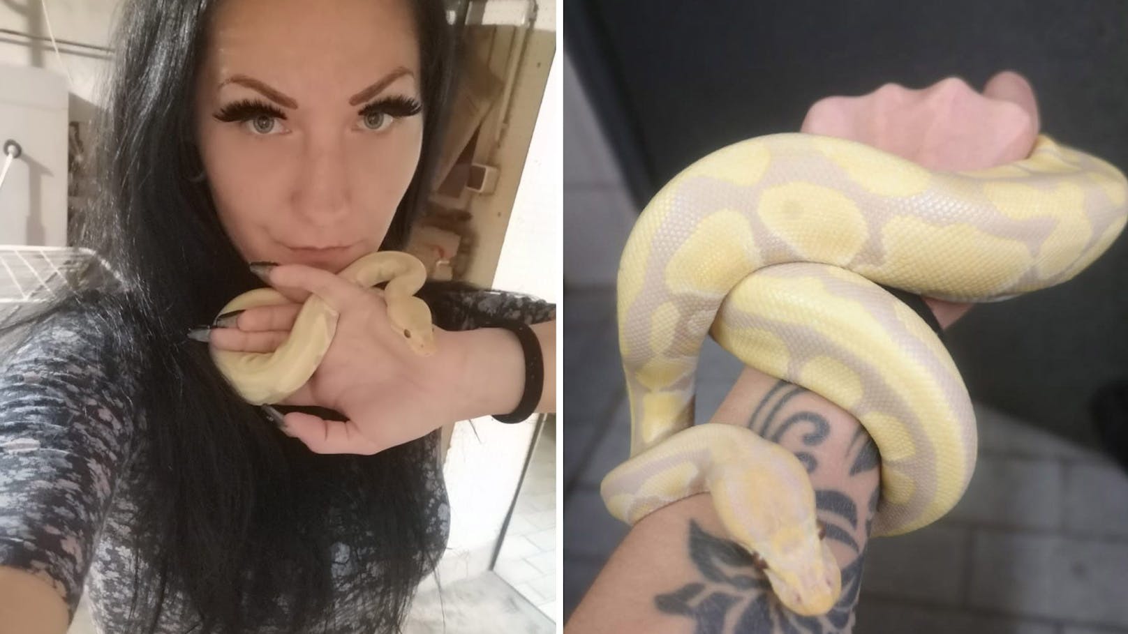 Python "Tyr" verschwunden: "Ich will mein Baby wieder!"