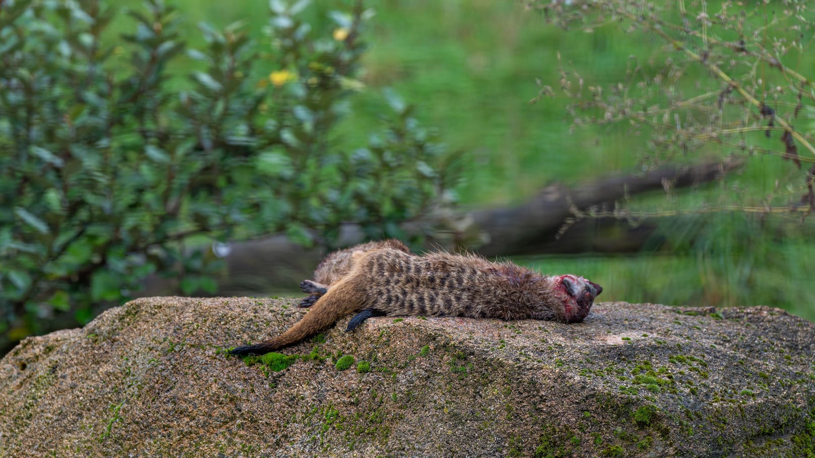 Bis zu vier Mal im Jahr verzeichnet der Zoo Würfe von bis zu fünf Jungtieren: Die Erdmännchen-Gruppe wächst also schnell.