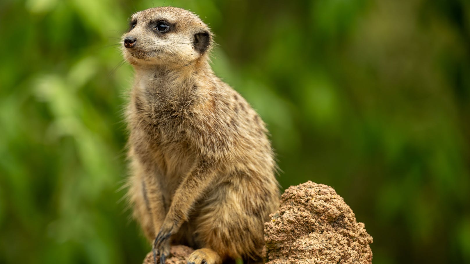 Erdmännchen leben nämlich in großen Familiengruppen zusammen.