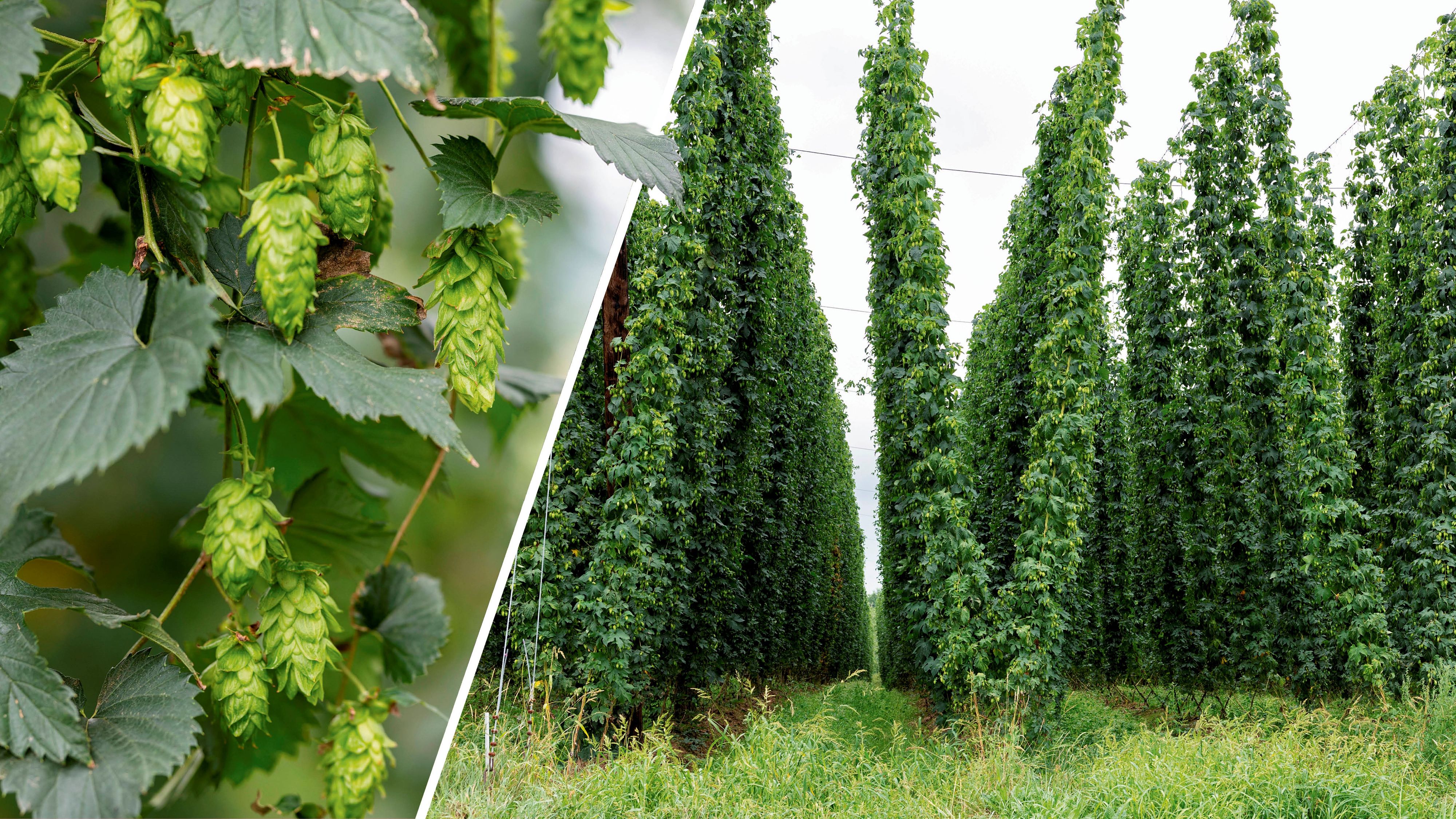 Bis zu 30 Zentimeter pro Tag kann die Hopfenpflanze – wie hier im Mühlviertel – wachsen.