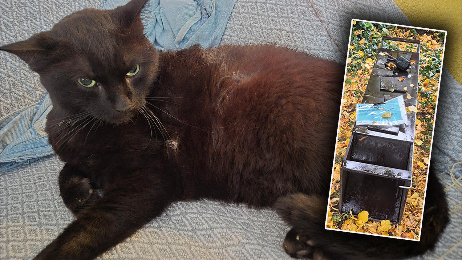 Die Katze einer Wienerin verbrachte eine ganze Nacht in der Lebendfalle am Grinzinger Friedhof.