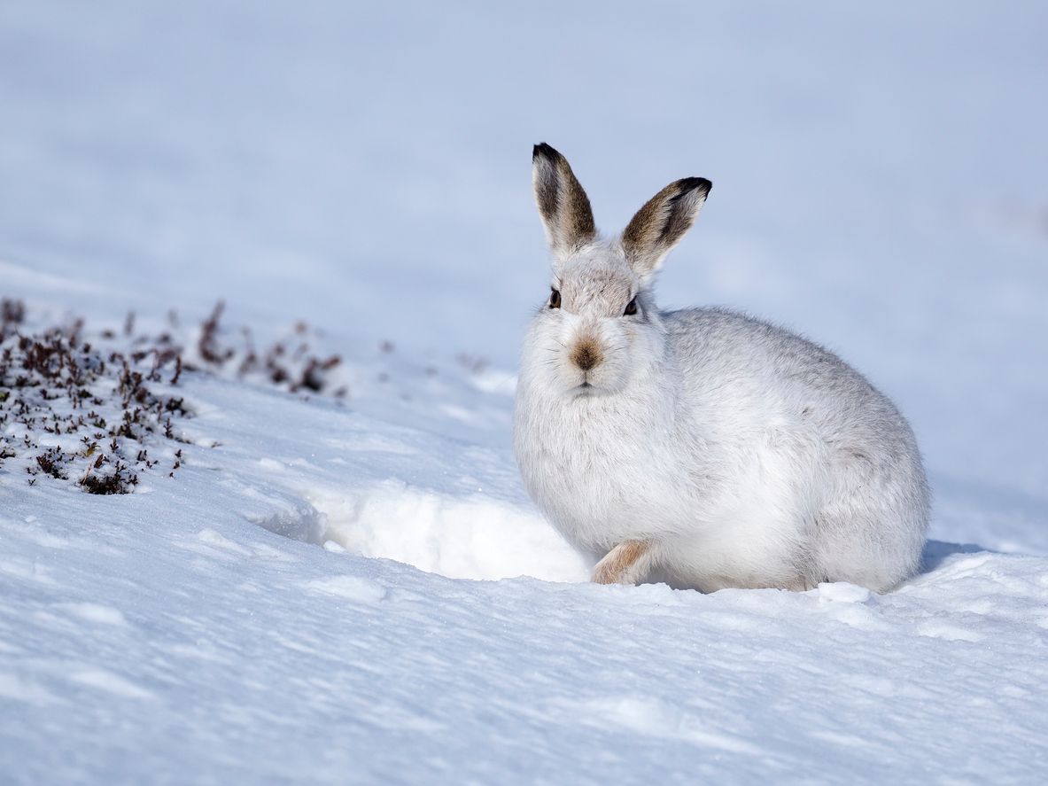 Der Schneehase ist lediglich in den Alpen und in Skandinavien zu Hause.