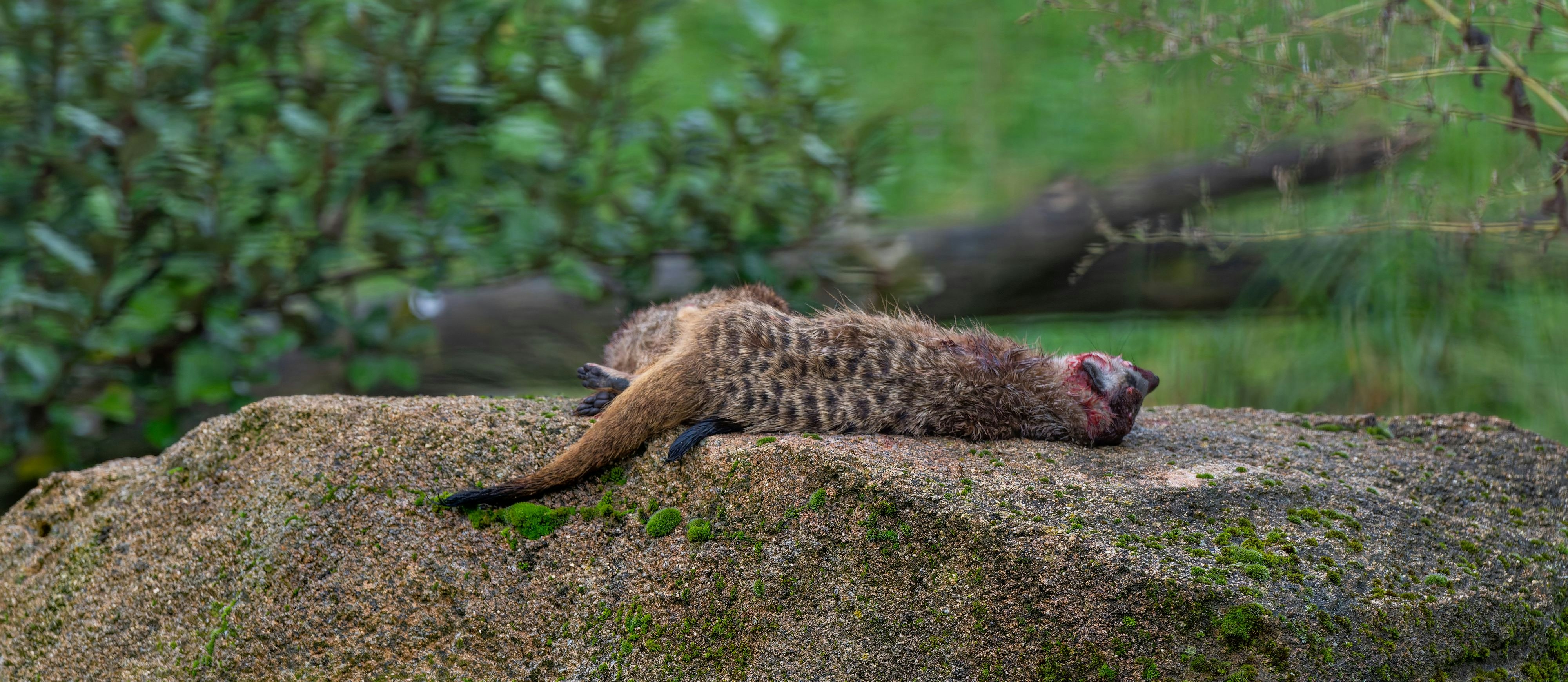 Die getöteten Tiere wurden unter anderem auf einem Stein abgelegt