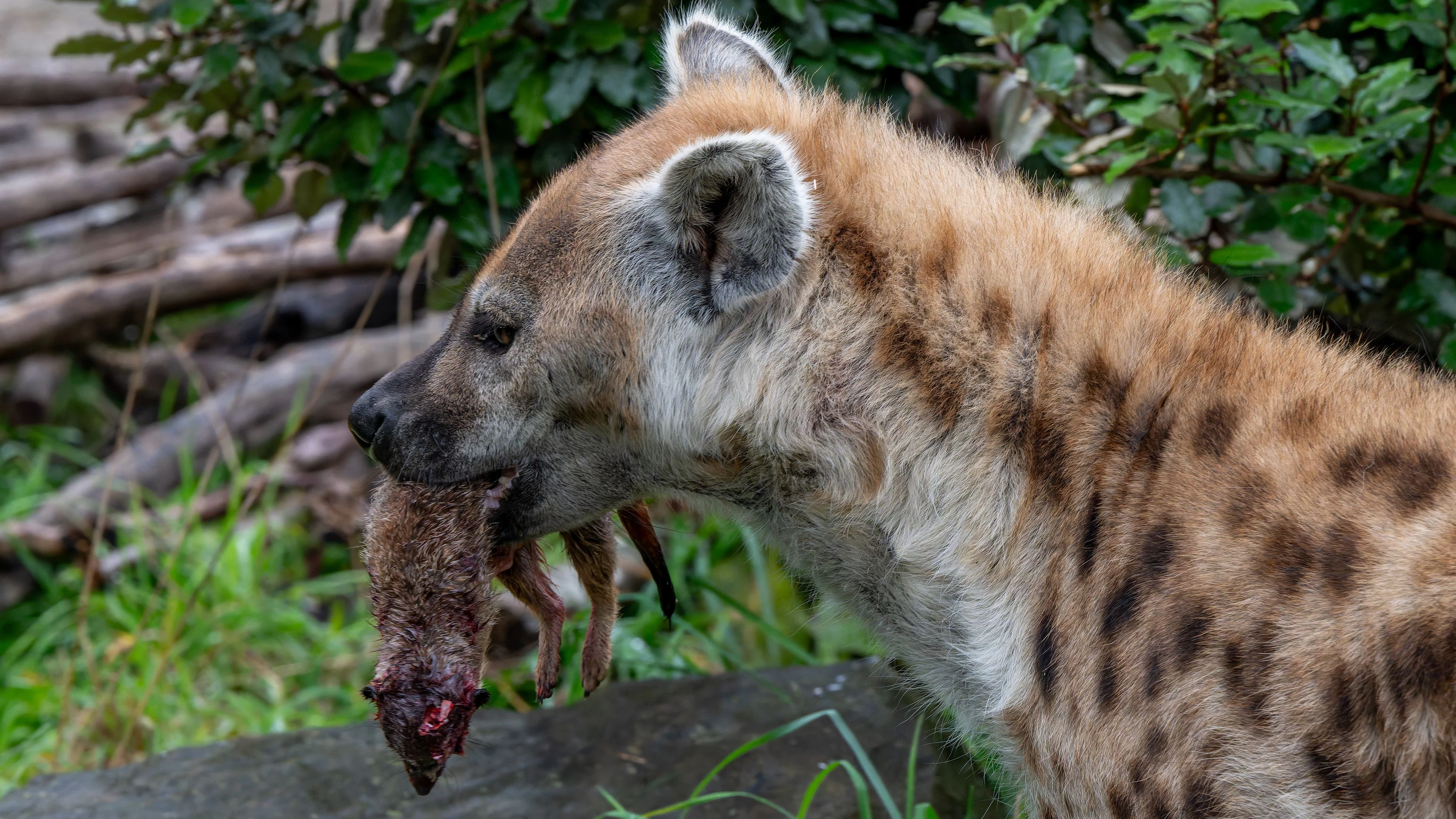Freie Fortpflanzung im Zoo von Zürich