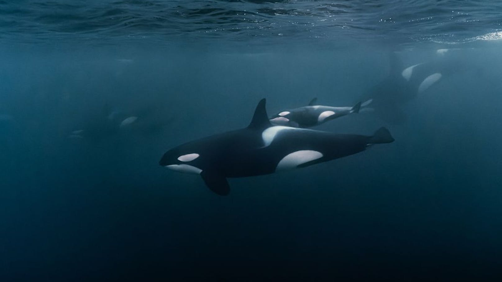 Diese Orcas sind anders als alle anderen