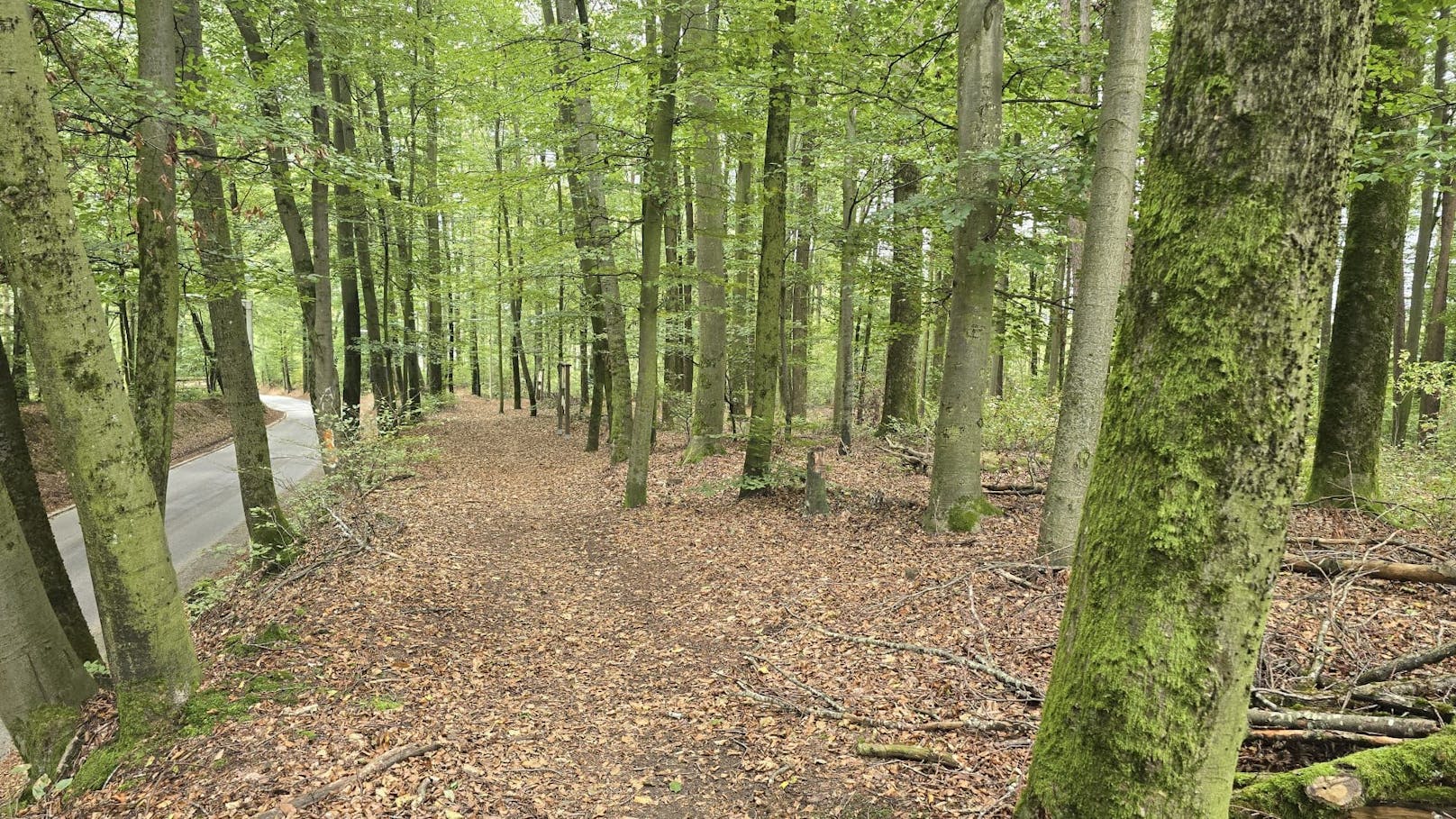 In diesem Linzer Wald könnten noch Tausende Euro liegen