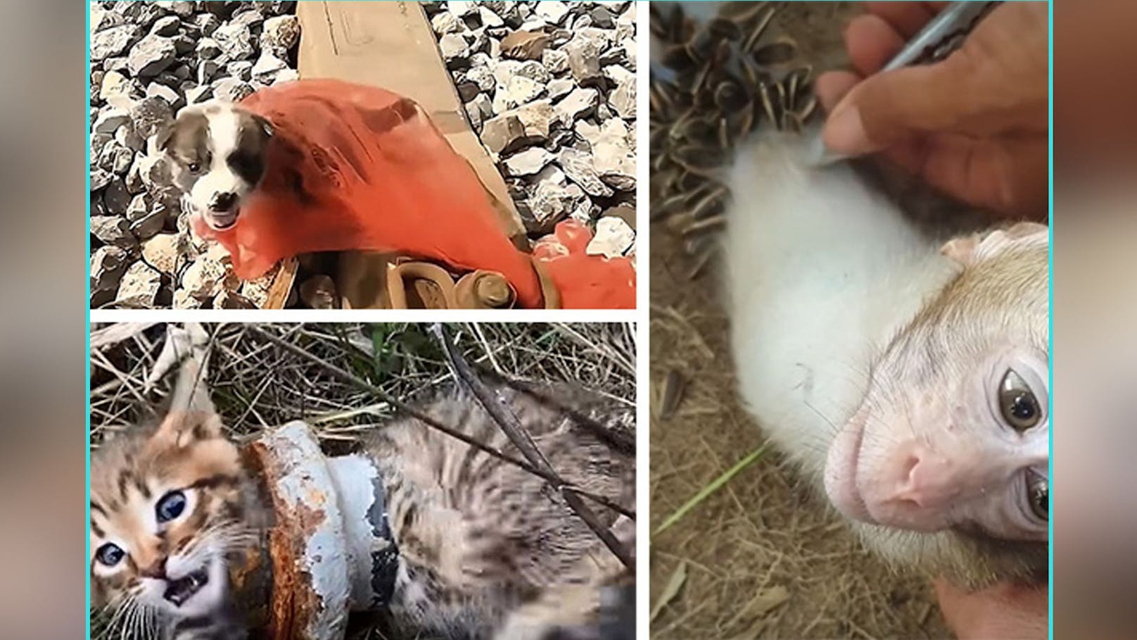 Tierrettung wird zu Tierquälerei – Fake Videos erkennen