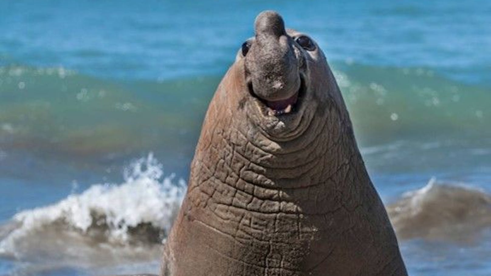 “Smiling Elephant Seal”, Nikon Comedy Wildlife Awards 2024.