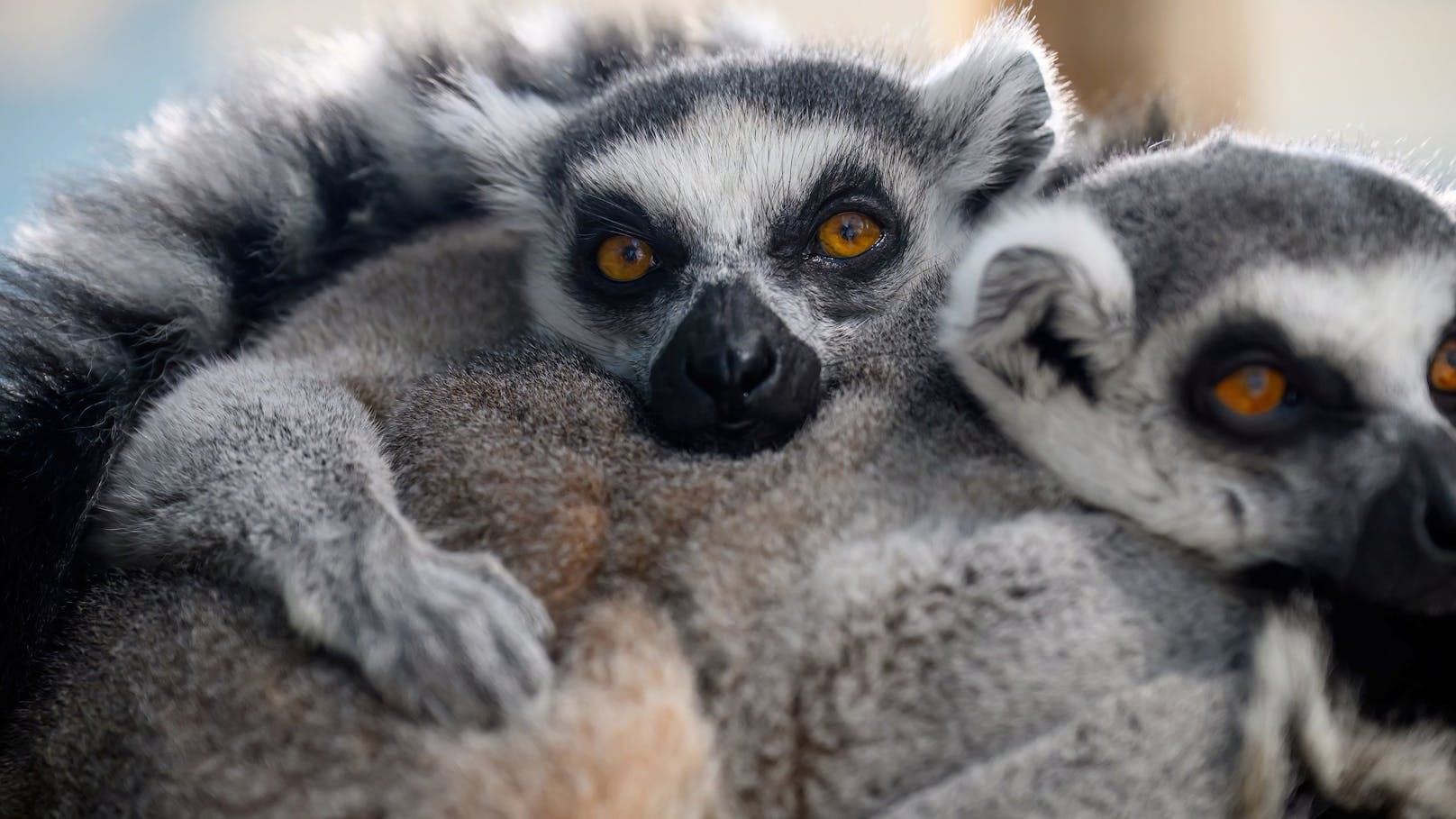 Die kleinen Lemuren haben ihre Heimat in Madagaskar