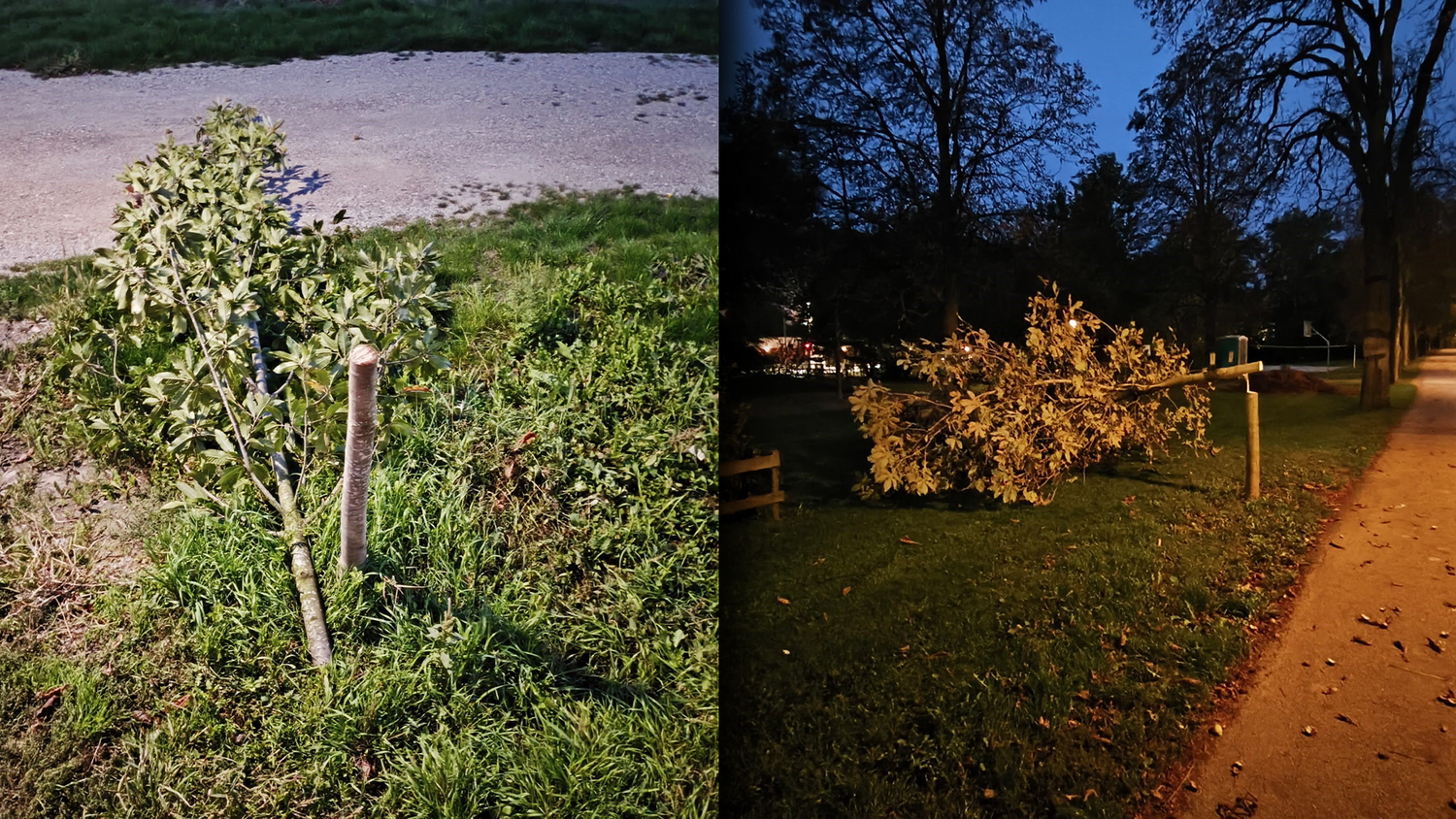 Unfassbar! In Klosterneuburg wurden Kastanienbäume gefällt.