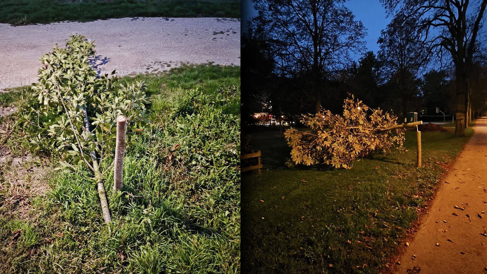 "Tränen gekommen" – Rowdys fällen mit Kettensäge Bäume