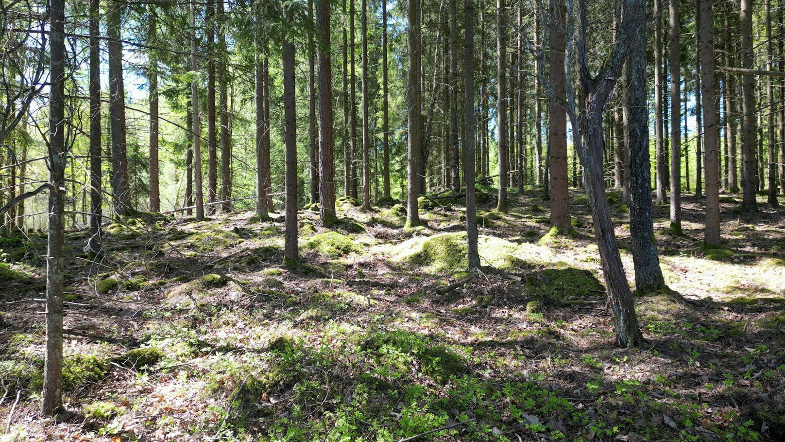 Die Zweierteams wurden an sieben Spots in der Wildnis von Schweden ausgesetzt.