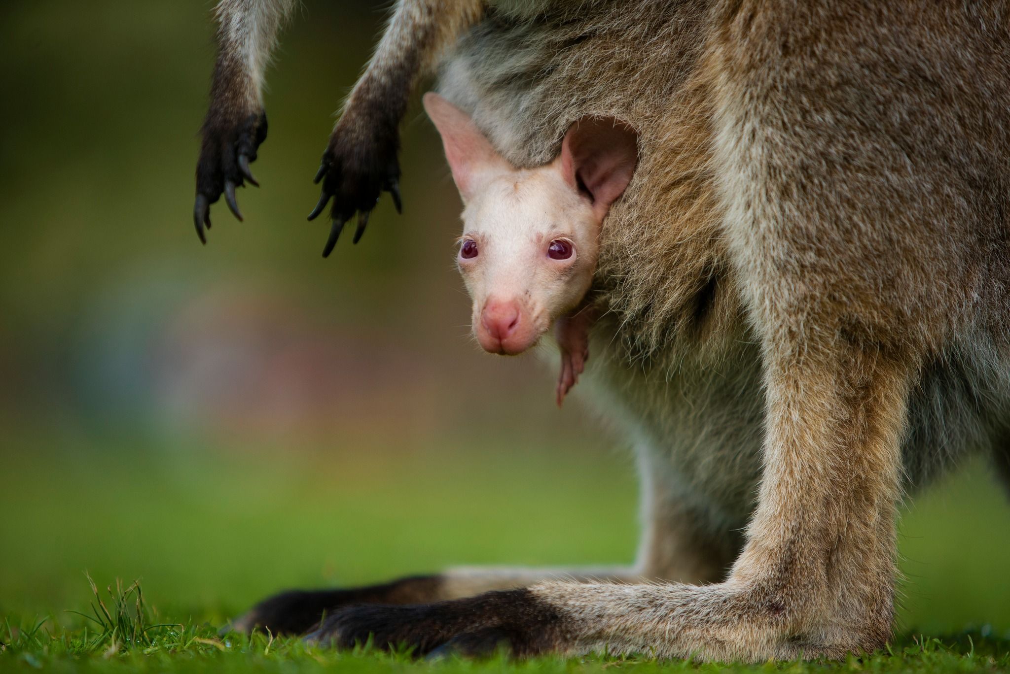 In einem Wildtierpark in Australien ist ein Albino-Wallaby auf die Welt gekommen.