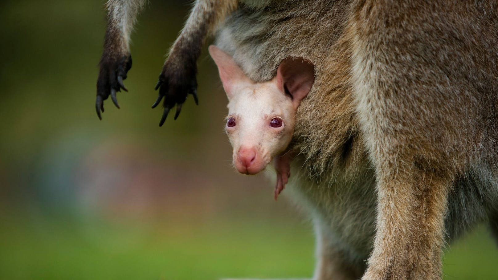 Seltenes Albino-Wallaby Olaf erobert die Herzen