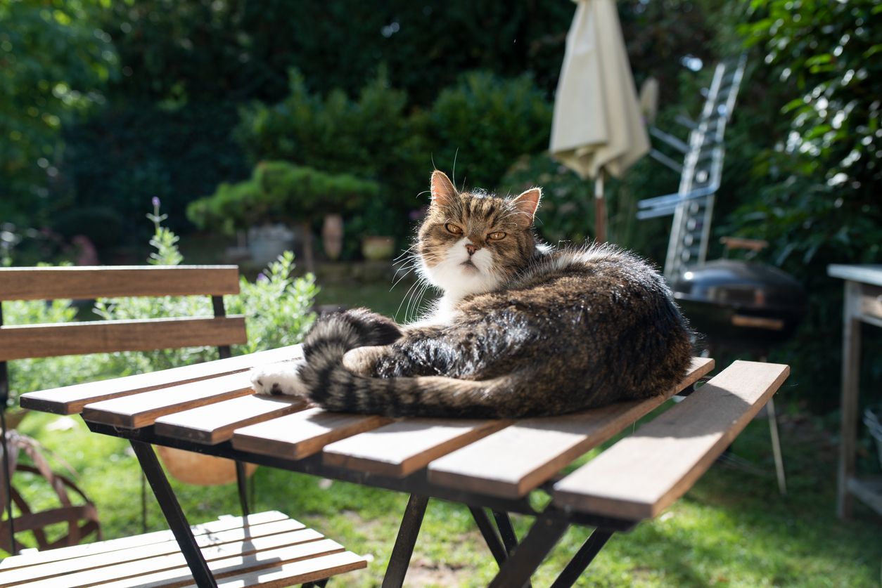 Was tun, wenn sich Katzen im fremden Garten wohlfühlen? 