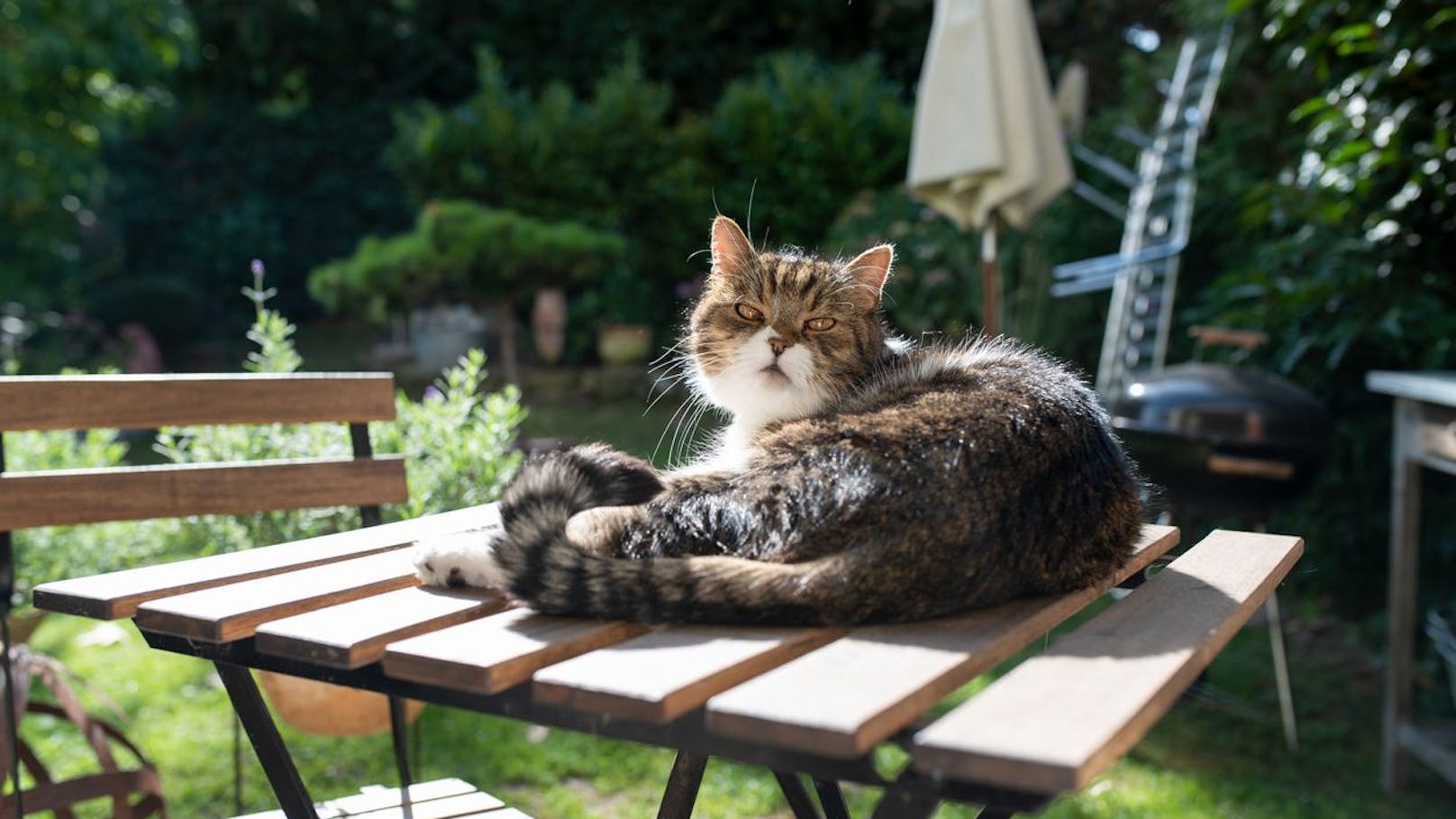 Katze zugelaufen? So verhältst du dich richtig