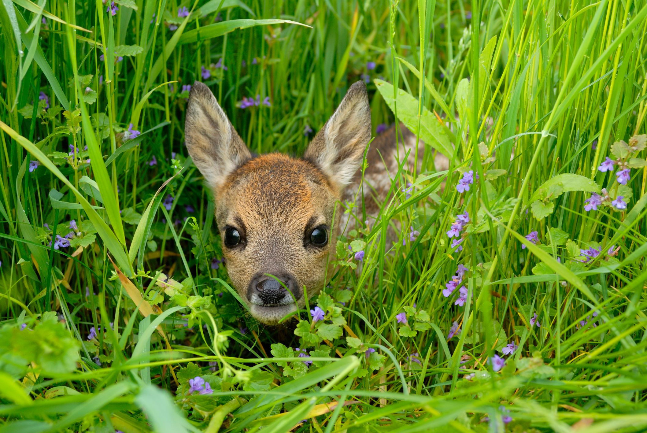 Junge Rehe verstecken sich im hohen Gras vor Angreifern. (Symbolbild)