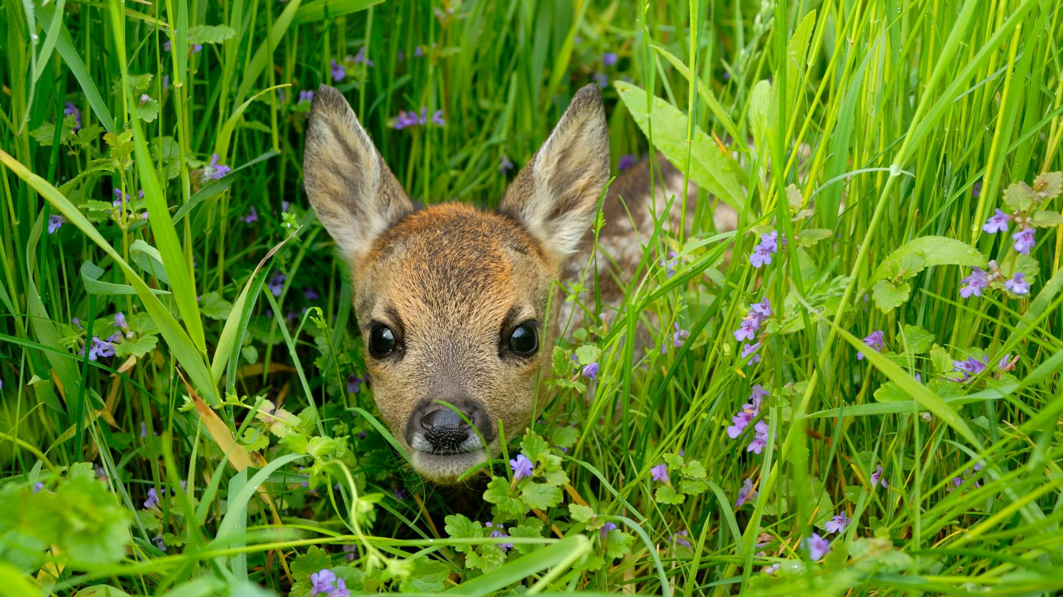 Junge Rehe verstecken sich im hohen Gras vor Angreifern. (Symbolbild)