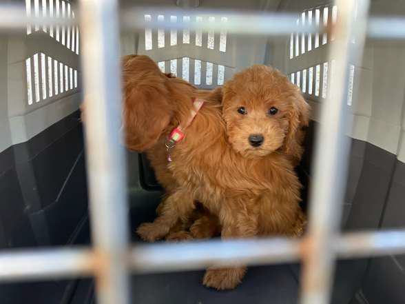 Zollbeamte entdeckten sechs Hundewelpen bei einer Fahrzeug-Kontrolle auf der A1.