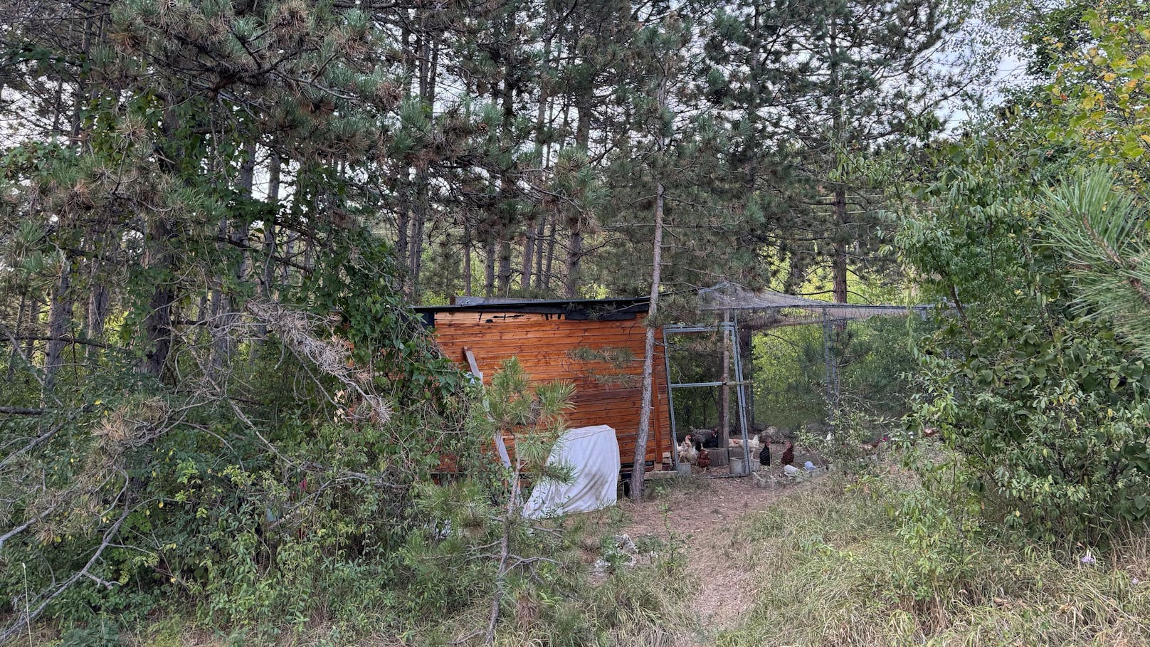 Wald-Krimi: Bäume für Hühnerzucht illegal gerodet