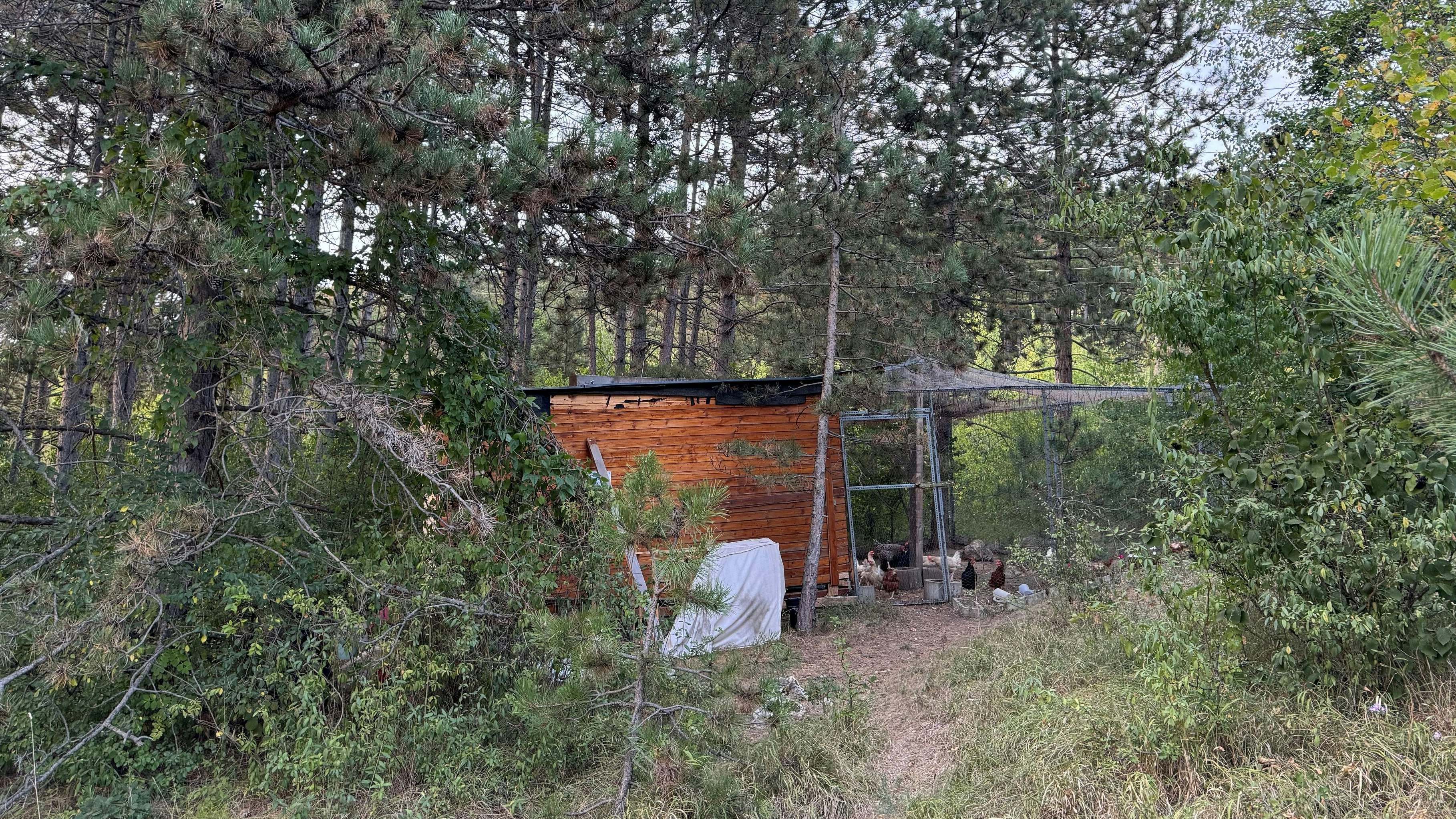 Tatort Wald: Hier steht die illegale Zucht.