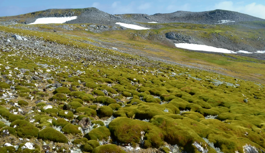Grünflächen in der Antarktis werden immer größer - wie hier auf der Insel Ardley vor der Spitze der Antarktischen Halbinsel.