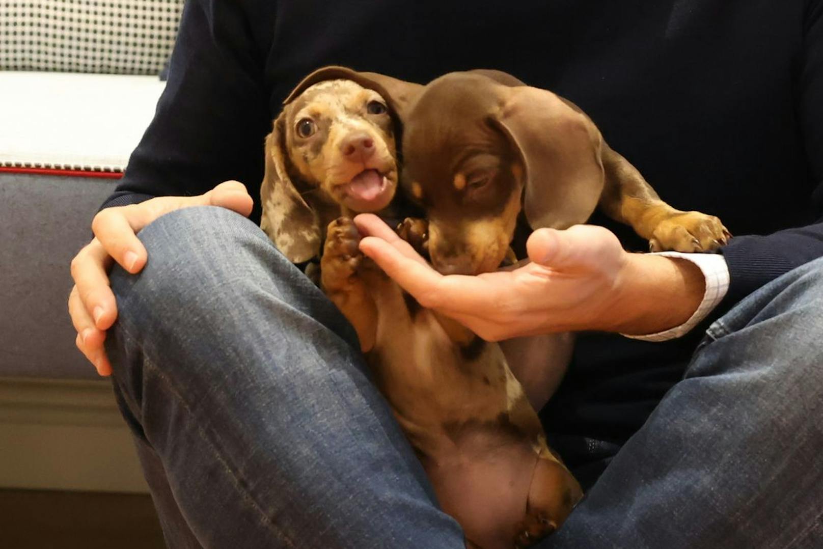 Hanni und Otto haben ungefähr 2,5 Kilo.