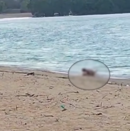 Dieses Urlauberpärchen vergnügte ich etwas zu sehr am Strand – jetzt fahndet die Polizei nach den beiden.