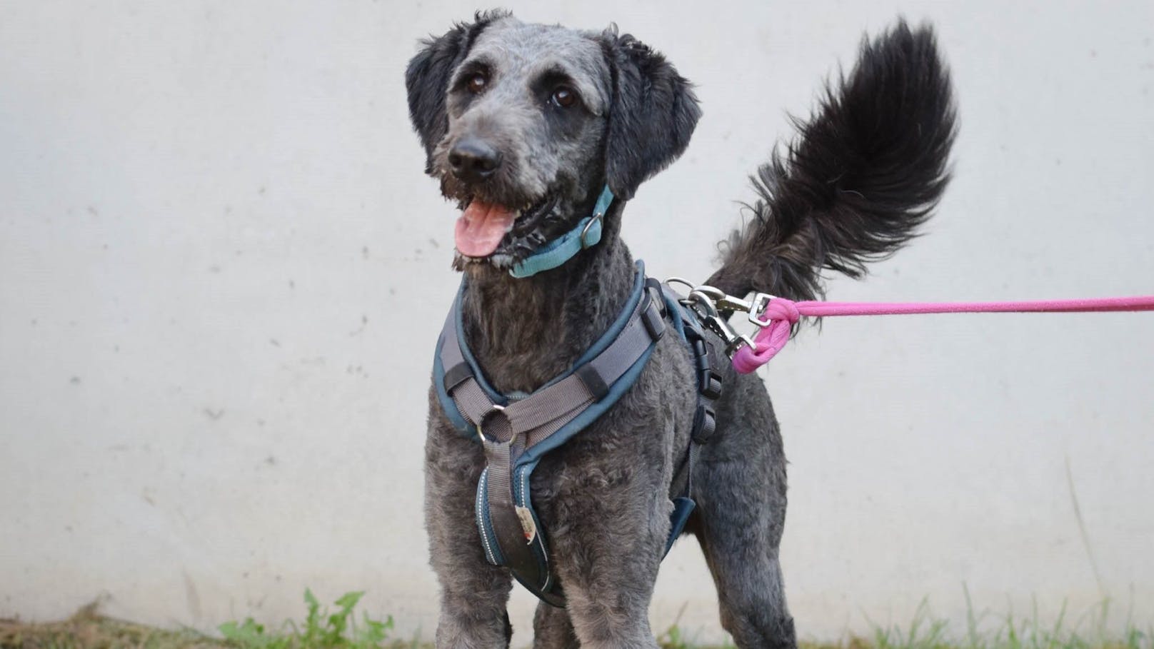 <strong>ENOKI:</strong> Der zweijährige Mischlingsrüde ist ein aktiver und aufgeweckter Hund, der stets bereit ist, neue Abenteuer zu erleben. Seine verspielte Art macht ihn zu einem idealen Begleiter für aktive Menschen. Enoki braucht Unterstützung dabei, zur Ruhe zu kommen.