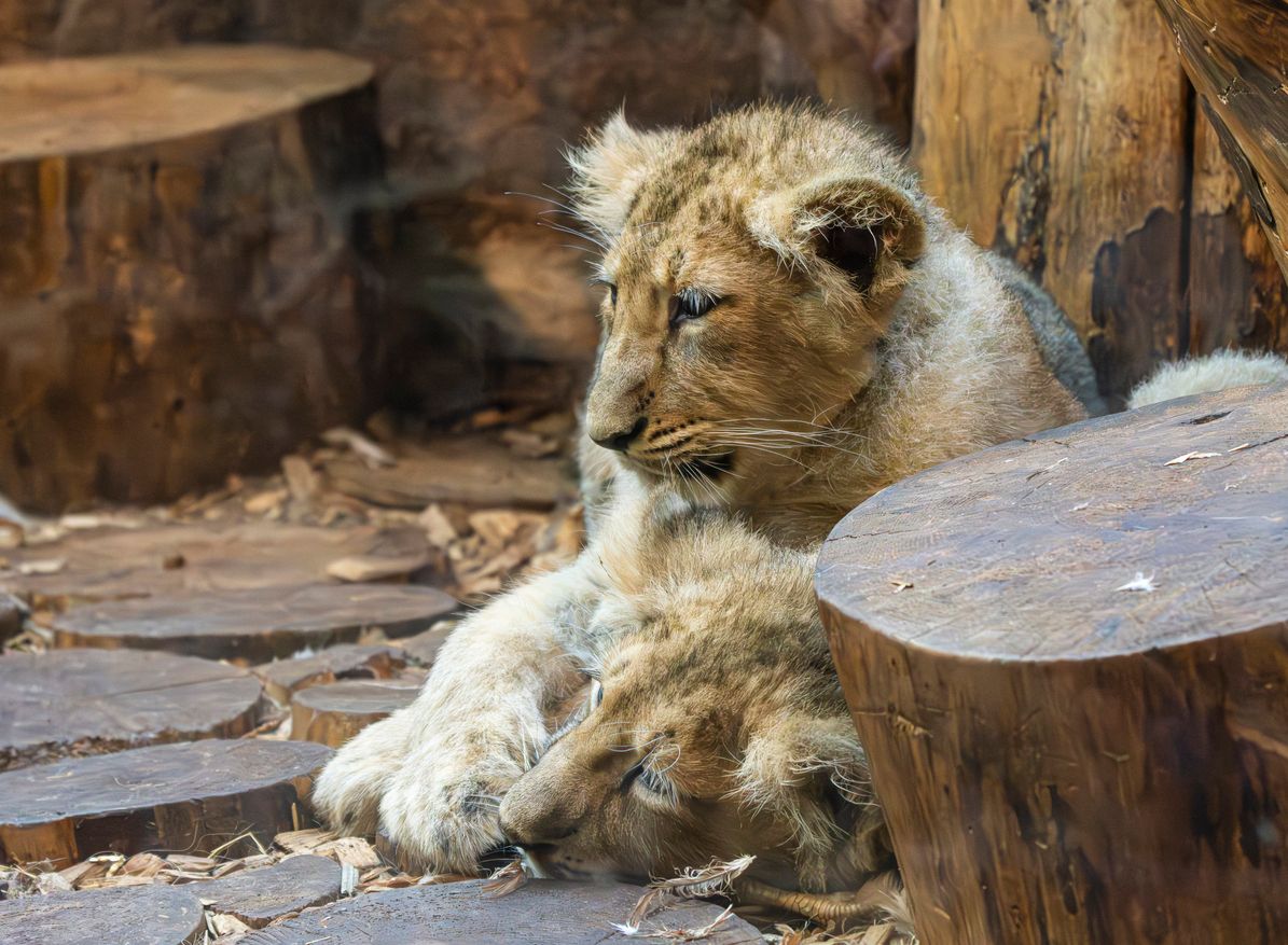 In zwei Zoos sind bereits 50 Raubkatzen an der Vogelgrippe gestorben.