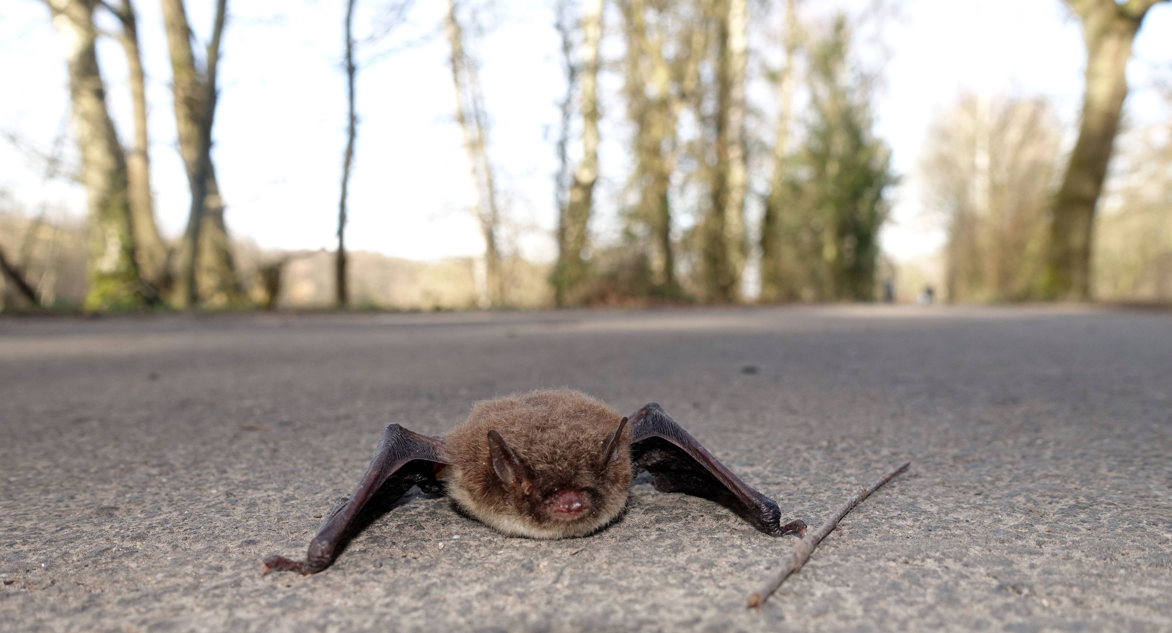 Eine Wasserfledermaus (<em>Myotis daubentonii</em>) sitzt auf einem Weg in Nordrhein-Westfalen. (Archivbild)