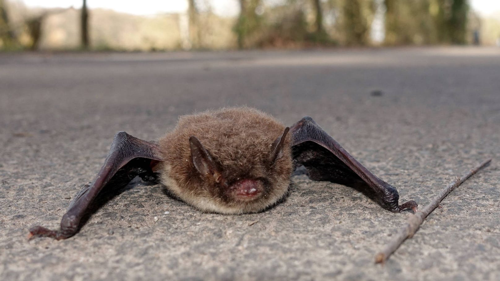 Tollwutvirus in Schweizer Fledermaus nachgewiesen