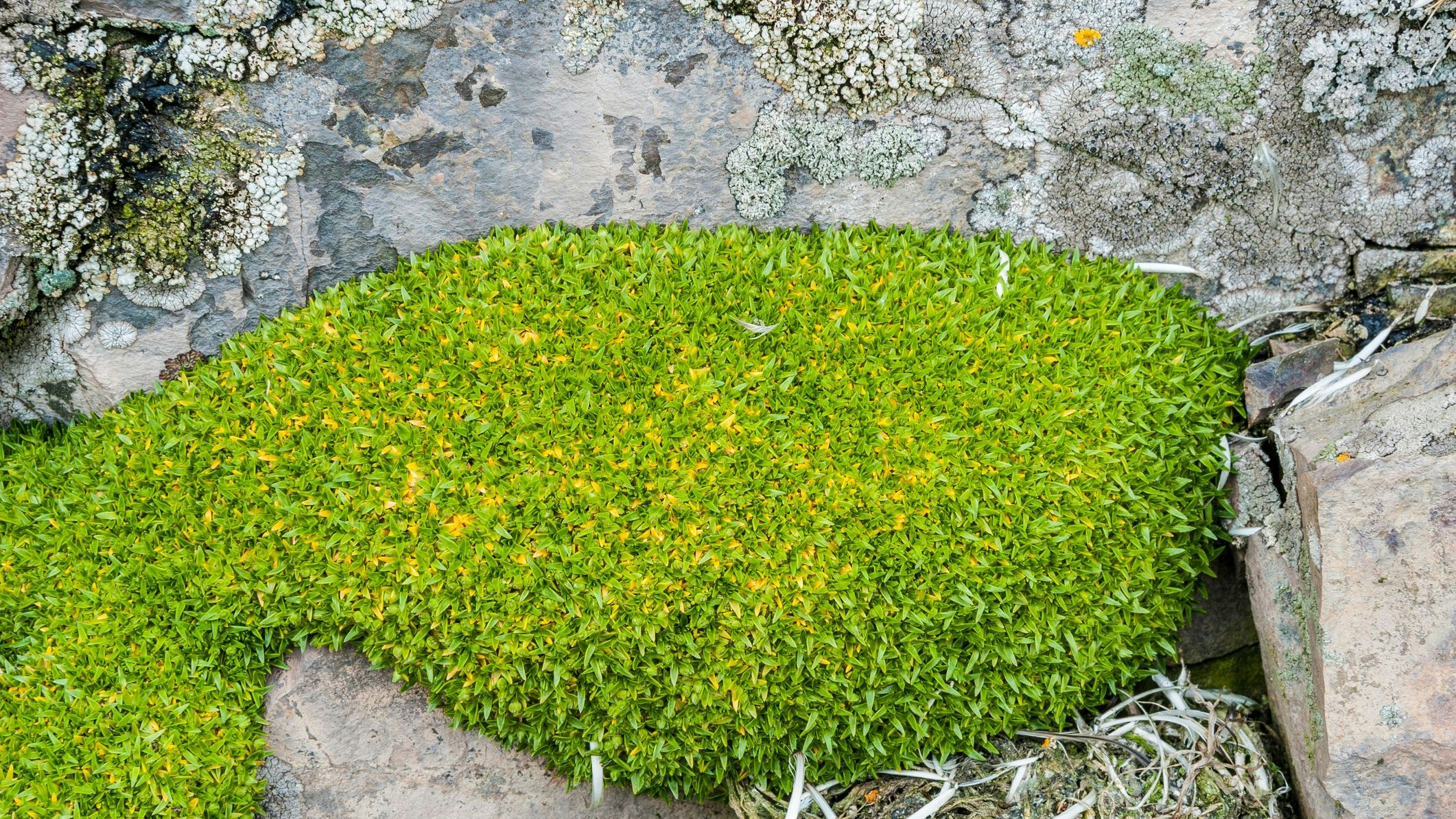 Antarktisches Haargras breitet sich zunehmend rascher aus.