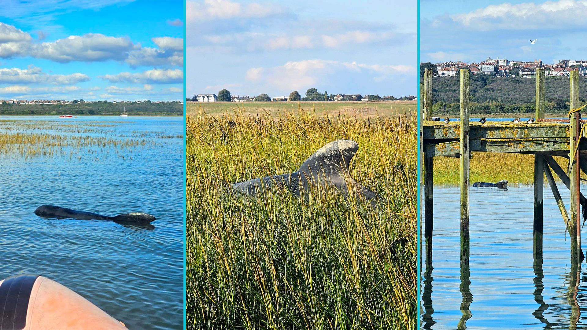 Die letzten zwei Wale einer neunköpfigen Familie sind nun ebenfalls verstorben.