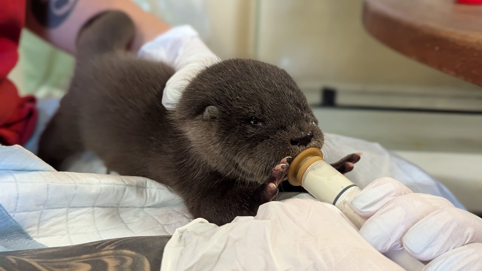 Flaschenkind: Ottermädchen "Lilly" hatte großes Glück